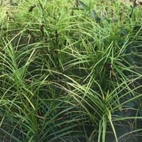 Carex Muskingumensis Oehme