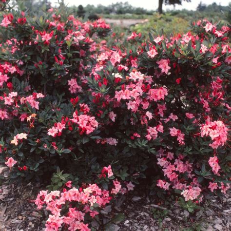 Rhododendron Westons Lollipop Azalea Live Plant 3 Gallon Pot Etsy