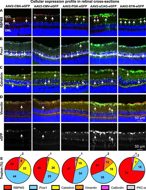 The Cellular Expression Profile In The Mouse Retina After Intravitreal