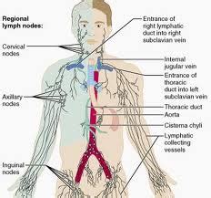 Comparison: Blood & Lymph Vessels | Natural Therapy Wellness Center