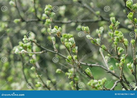 Blossoming Buds Of Pussy Willow On Branches In The Spring Forest At