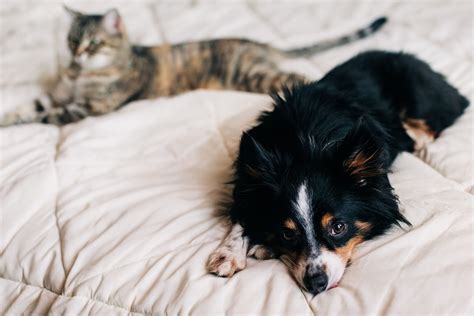 Why Dogs Are Scientifically Better Than Cats