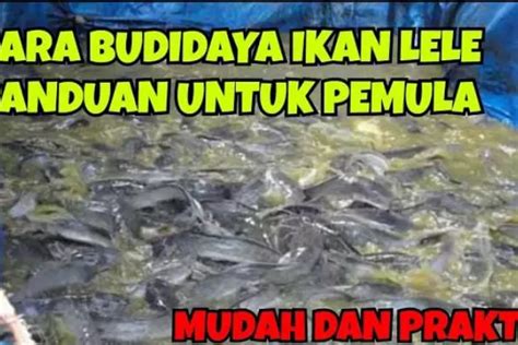 Panduan Untuk Pemula Cara Budidaya Ikan Lele Di Kolam Terpal Timenews