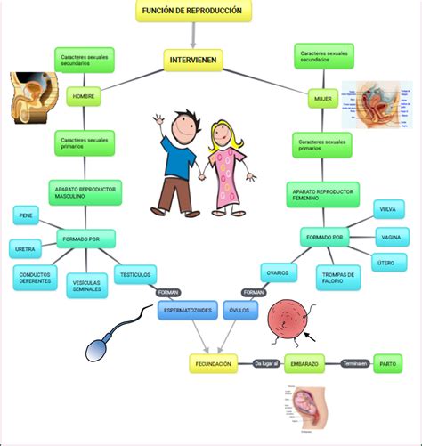 Mapa Mental Aparato Reproductor Femenino Kulturaupice Porn Sex Picture