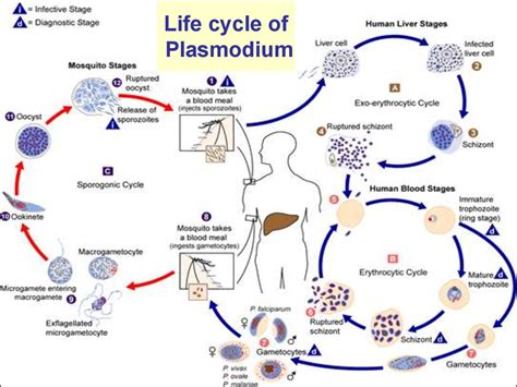 Protozoa As Parasites Of Human Being презентация онлайн