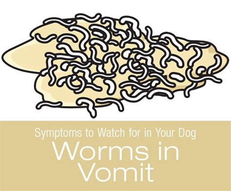 Tapeworms In Dog Vomit