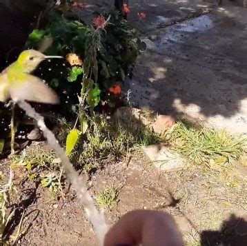 Hummingbird Visits Woman’s Garden Every Day to Take a Bath - https://everydaymonkey.com