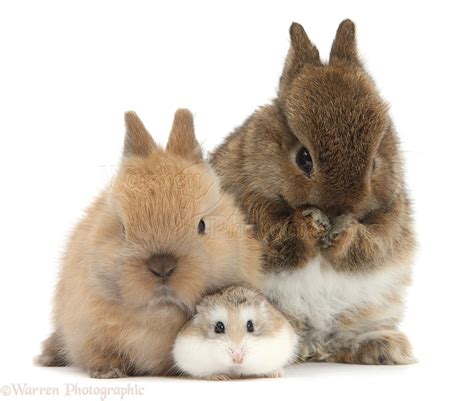 Roborovski Hamster with cute baby bunnies photo - WP39700