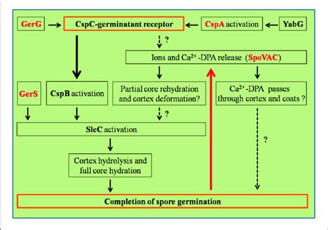 Regulation Pathways Of C Difficile Spore Germination This Figure Download Scientific