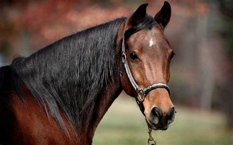 Bay Horse Head Shot Art Head Equine Bonito Horse Artwork Animal