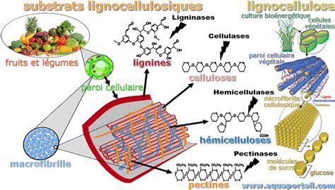 Lignocellulose D Finition Et Explications 11193 Hot Sex Picture