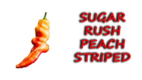 Sugar Rush Peach Striped Opis I Recenzja Papryki Chili Jemy Youtube