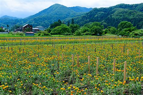 紅花畑の景観 日本遺産「山寺と紅花」