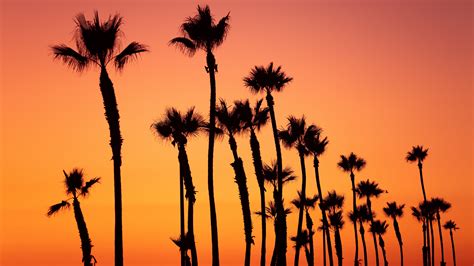 Palm Sunset Palm Trees Sky Tropics 4k Hd Wallpaper