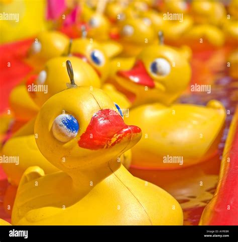 Plastic ducks water hi-res stock photography and images - Alamy