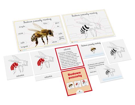 Budowa pszczoły karty naukowe plansze i karty pracy Sprawdź