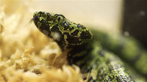 Endangered Pit Vipers Hatch At San Diego Zoo Youtube