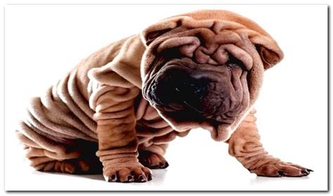 Shar Pei temperament and care - Dogsis