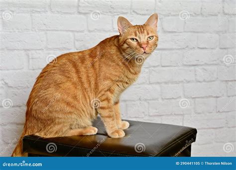 Funny Ginger Cat Sitting On A Stool And Looking Curious Stock Image