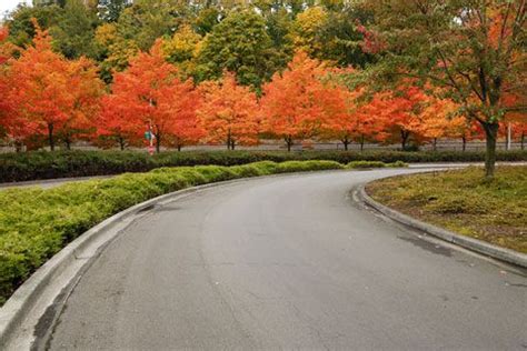 Best Trees for Driveways | Driveway landscaping, Tree lined driveway ...