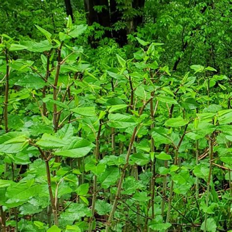 Fallopia Japonica Syn Reynoutria Japonica Polygonum Cuspidatum