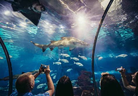 Visiter L Aquarium De Barcelone Infos Tarifs Billets Et Nos Conseils