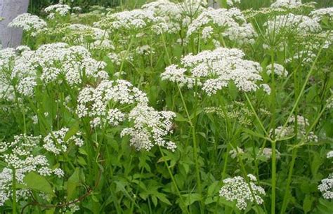 Болиголов: лечебные свойства и противопоказания