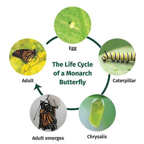 Monarch Butterfly Chrysalis Stages