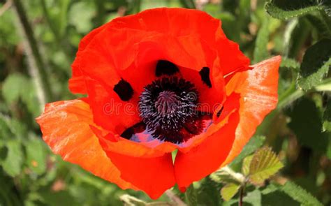 Nature Red Opium Poppy Stock Photo Image Of Beauty