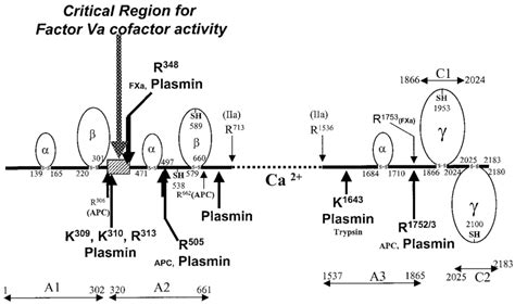 Schematic representation of the proteolytic cleavages of plasmin on... | Download Scientific Diagram