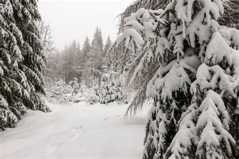 Winter With Snow In The Thuringian Forest Near Oberhof, Germany Stock ...