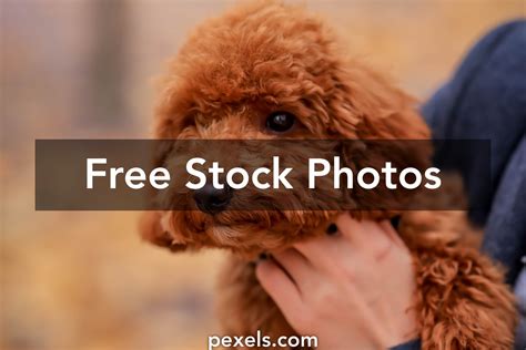 Brown Poodle Puppy Photos, Download The BEST Free Brown Poodle Puppy ...