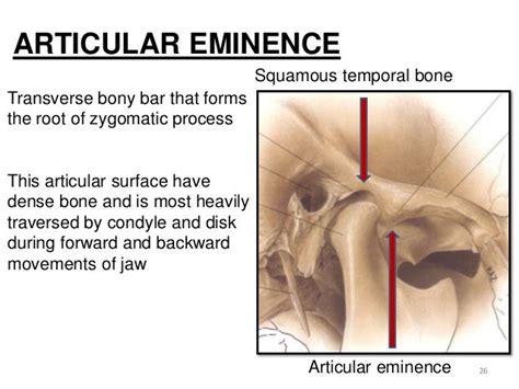 Eminence Definition Anatomy - Anatomical Charts & Posters