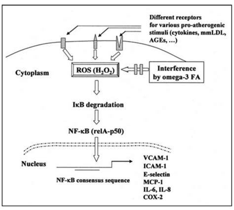 A Scheme Of The Intracellular Signal Transduction Pathways Leading To