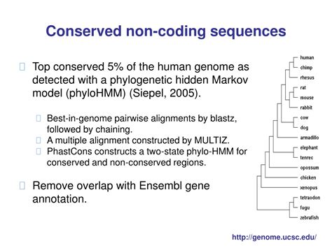 Ppt Exploring The Role Of Non Coding Dna In The Function Of The Human