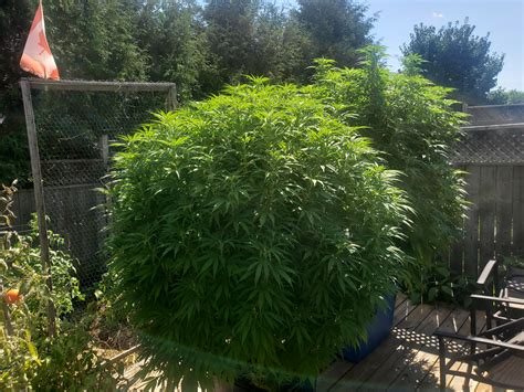 Meanwhile Outdoors The 2 Afghan Hash Plants Are Finally Starting To