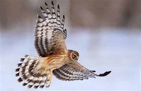 Northern Harrier - American Bird Conservancy