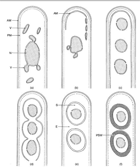 Cleavage Of Ascospores Ascomycota Ascus Fungi