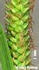 Wetland Plants Of Wisconsin Carex Haydenii Hayden S Sedge