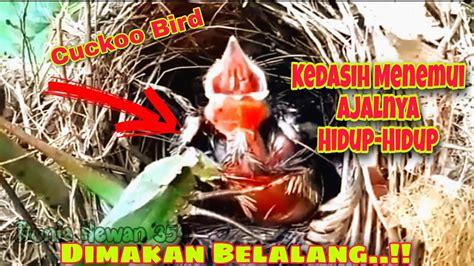 Anak Burung Kedasih Yang Na As Dimakan Belalang Hidup Hidup Cuckoo