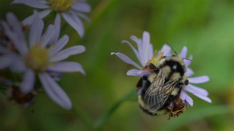 Rusty-Patched Bumble Bee - Wildlife Preservation Canada