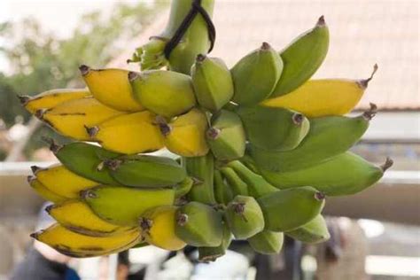 The Evolution Of The Banana Star Of The Western Fruit Bowl Los