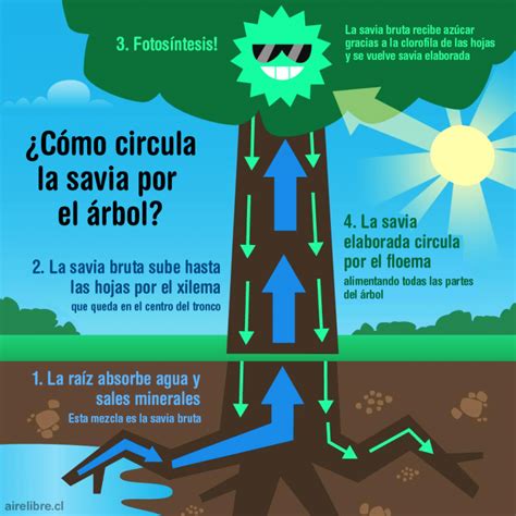 Aire Libre Educación Ambiental Ilustrada