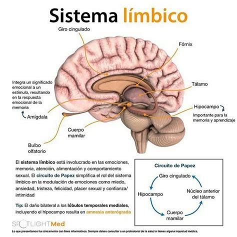 Sistema Limbico La Parte Emocional Del Cerebro Sistema Limbico Images