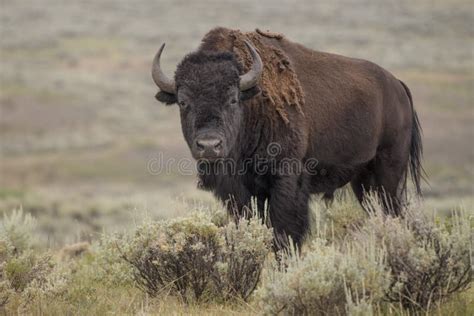 Bison in Yellowstone National Park during the Summer Mating Season ...