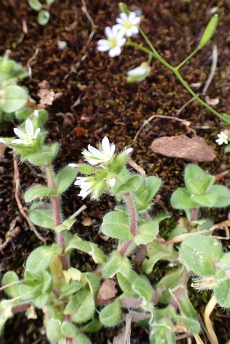 Sticky Mouse Ear Chickweed From Waterlooville Uk On April 16 2024 At