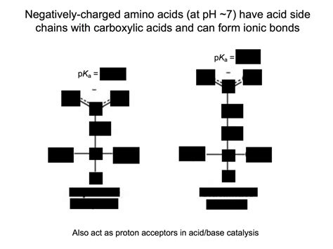 Negatively Charged Amino Acids Diagram | Quizlet