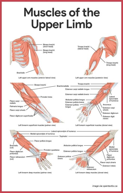 Muscular system anatomy and physiology – Artofit