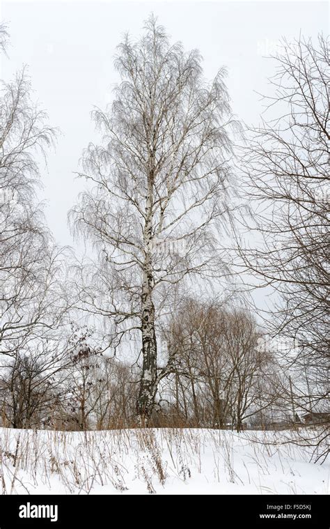 Vue De Dessus Arbre Bouleau Banque De Photographies Et Dimages Haute