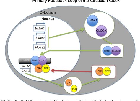 Figure 1 From Circadian Molecular Clocks And Cancer Semantic Scholar